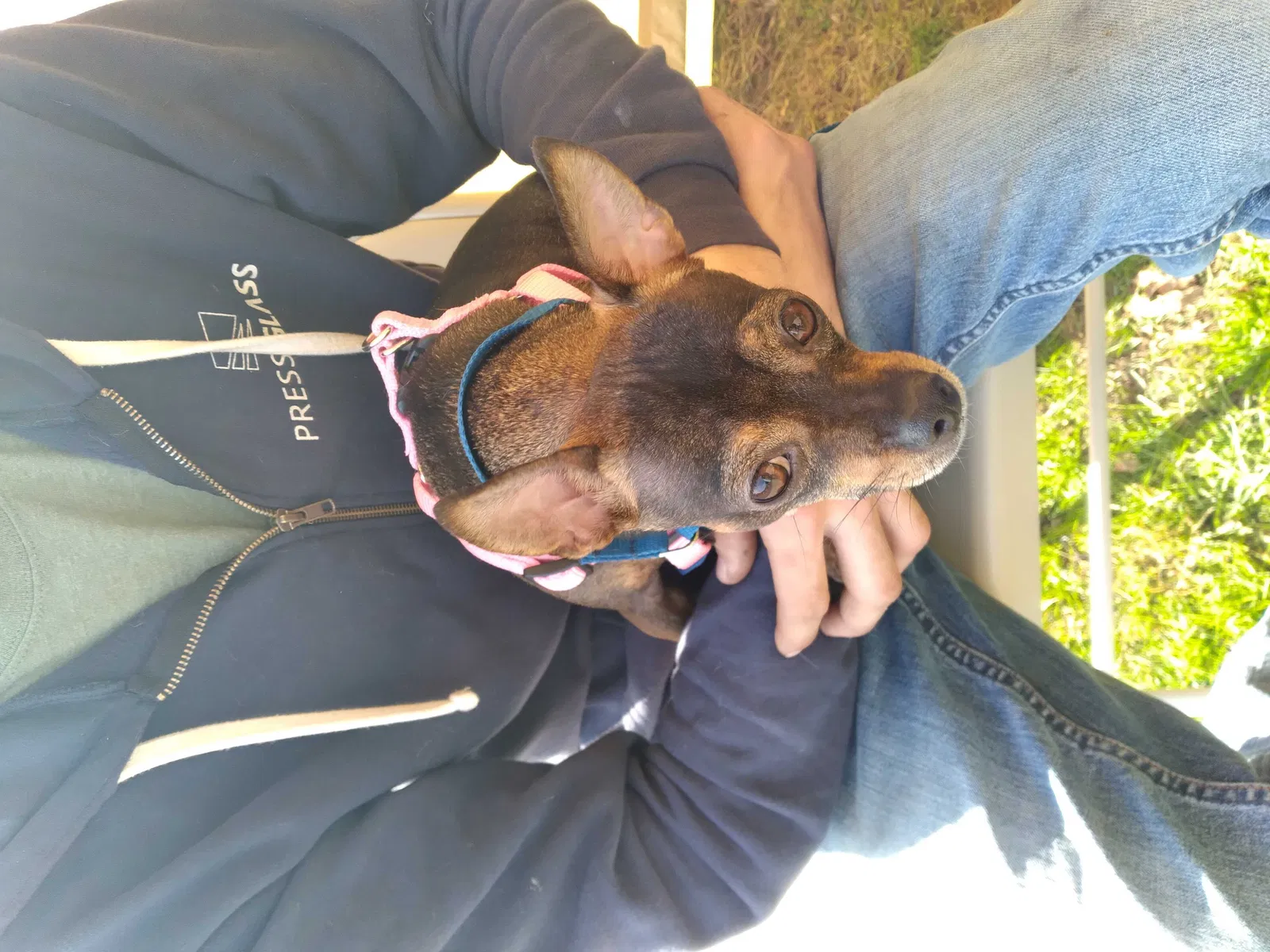 Lost dog in Stoneville, NC, 27048