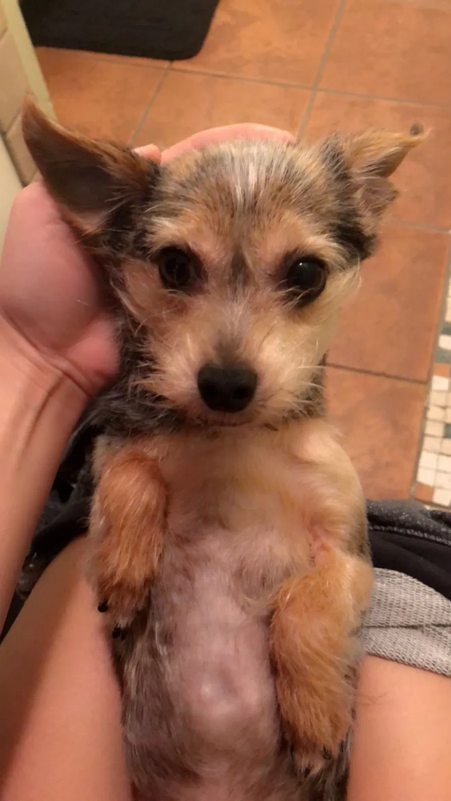 Lost dog in Tallahassee, FL, 32304