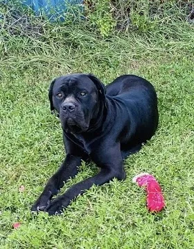 Lost dog in Fort Worth, TX, 76108