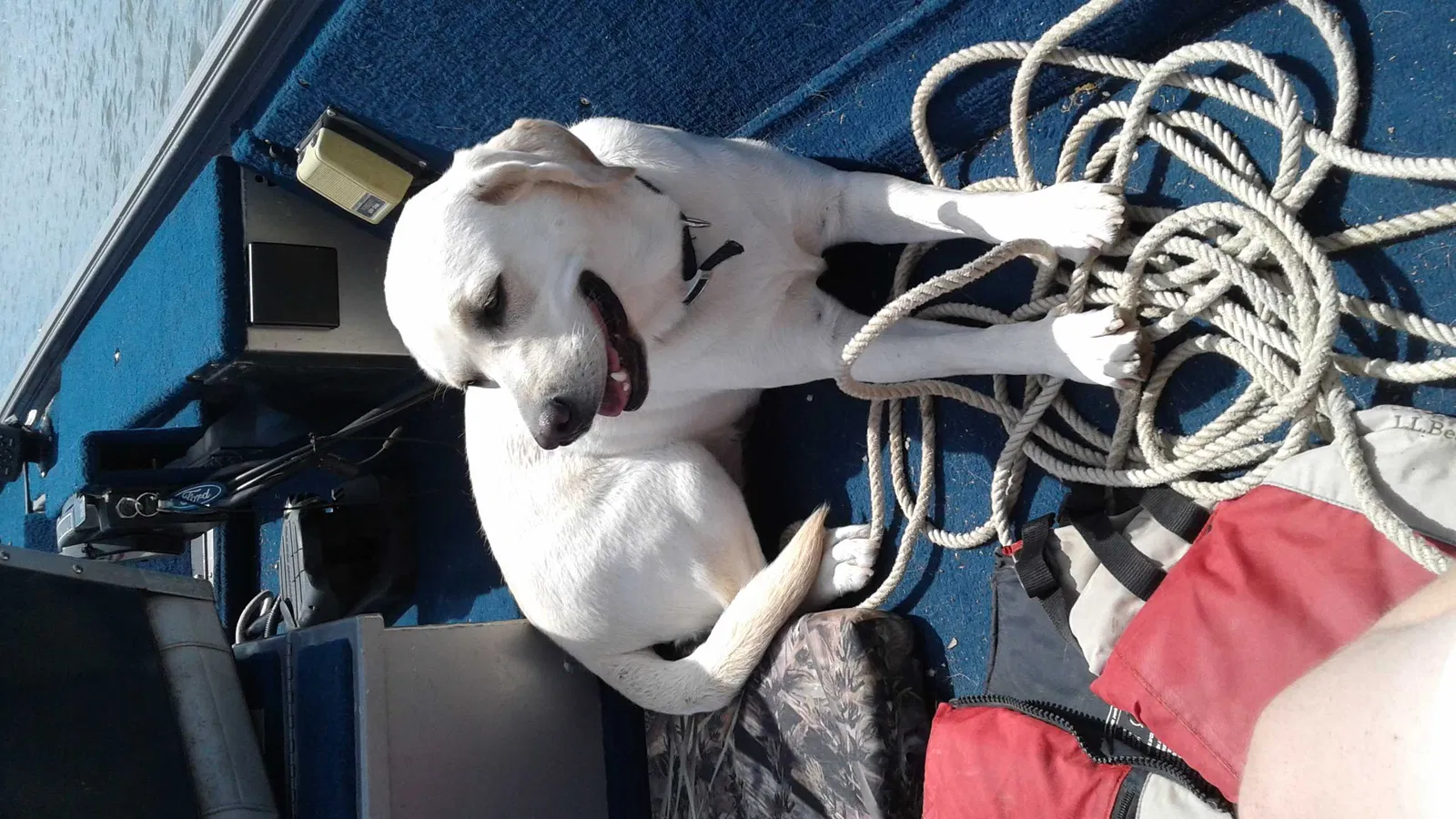 Lost dog in Spanish Fort, AL, 36527