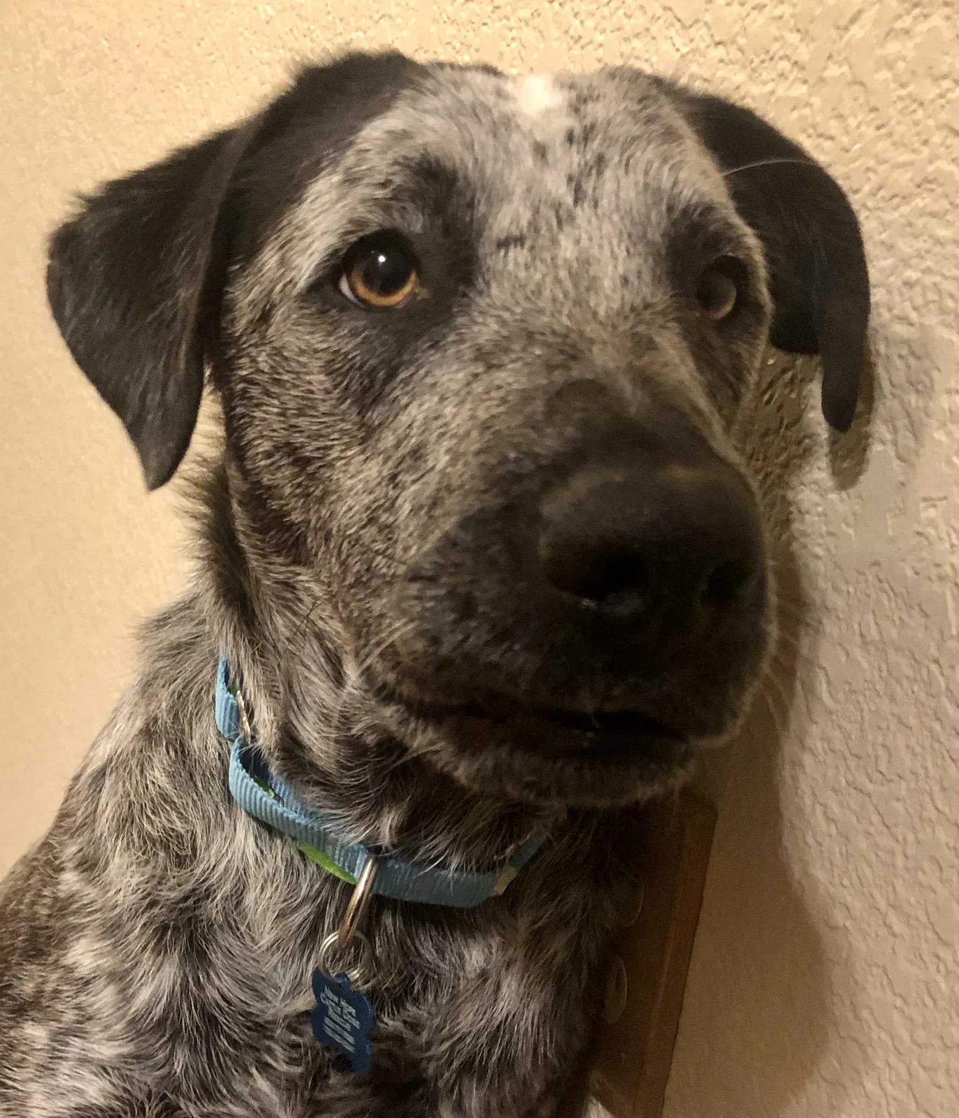 Lost dog in Golden, CO, 80401