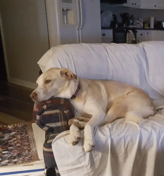 Lost dog in Muscle Shoals, AL, 35661