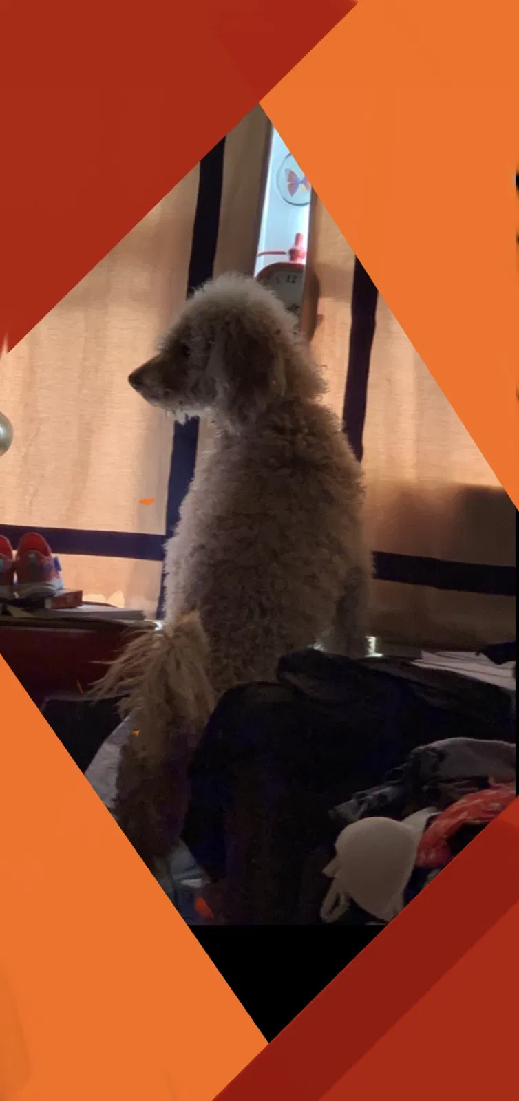 Lost dog in Leesville, SC, 29070