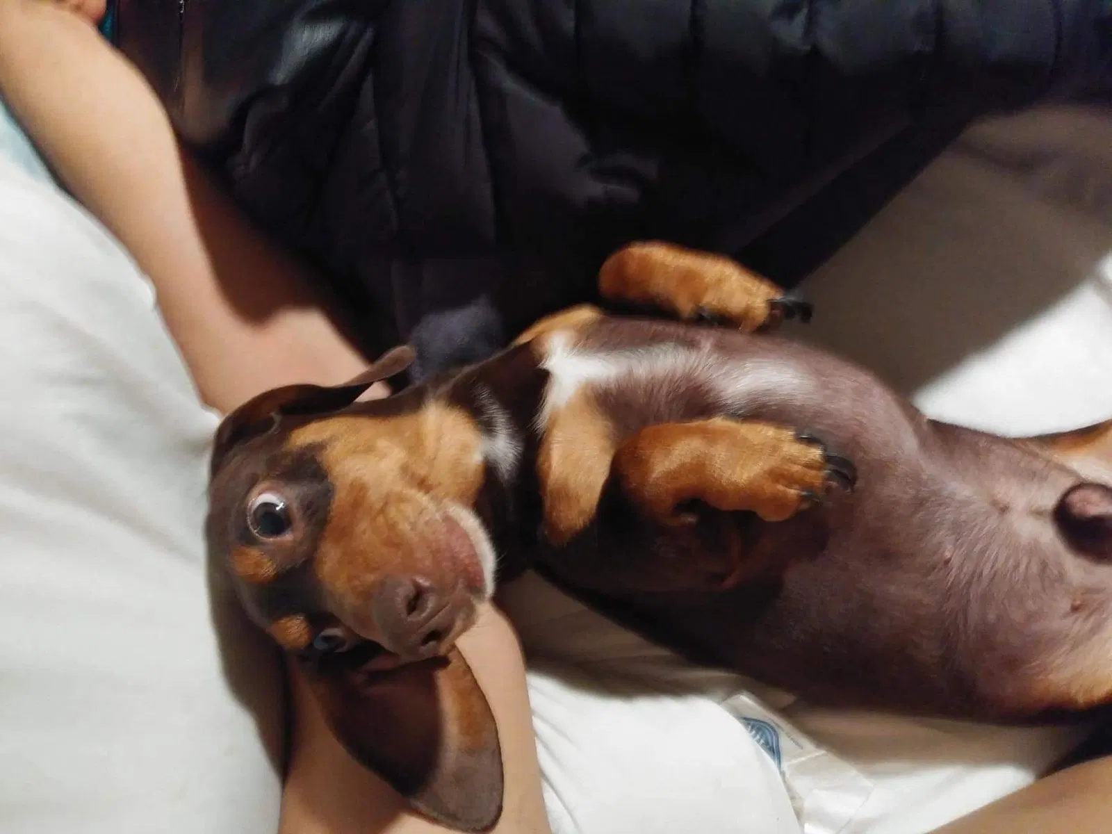 Lost dog in Denver, CO, 80202