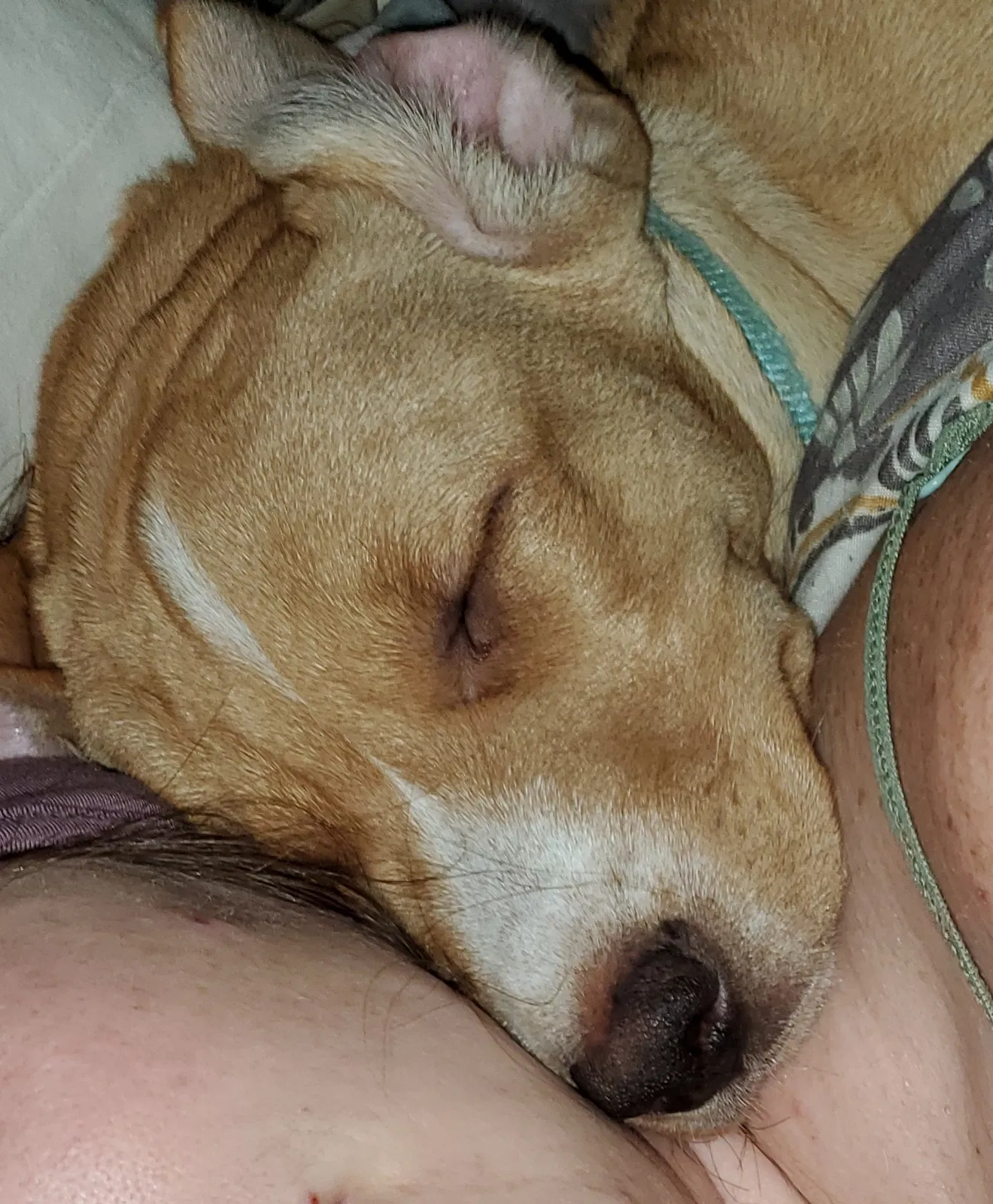 Lost dog in Cedar Rapids, IA, 52405