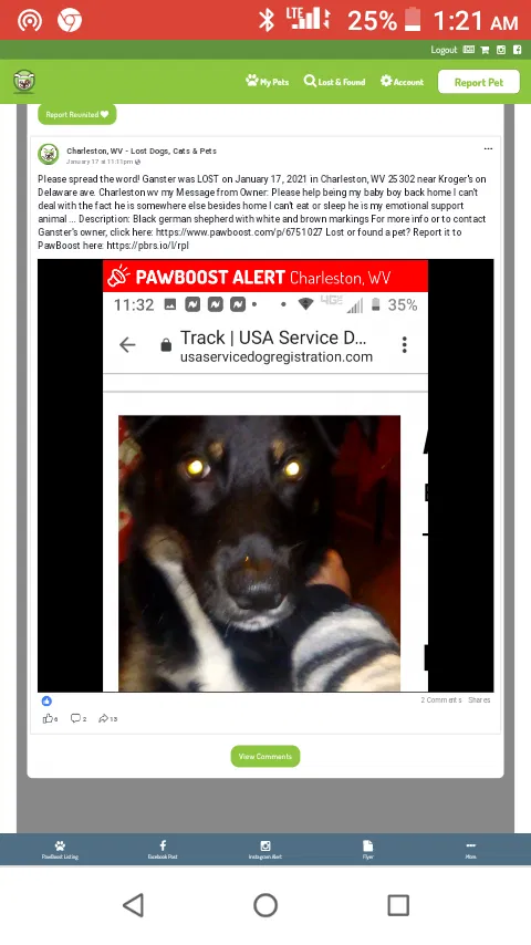 Lost dog in Charleston, WV, 25302