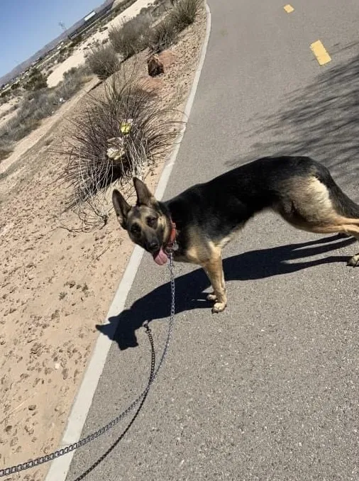 Lost dog in El Paso, TX, 79938