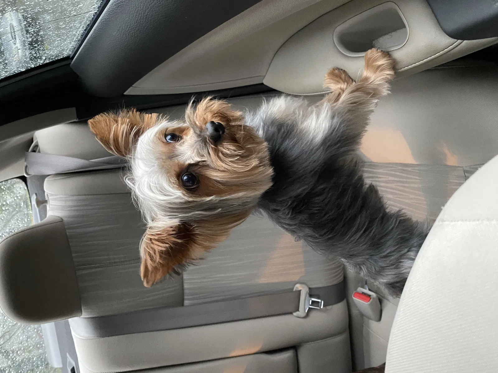 Lost dog in Greensboro, NC, 27406