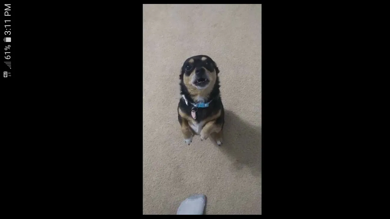 Lost dog in Jacksonville, NC, 28540