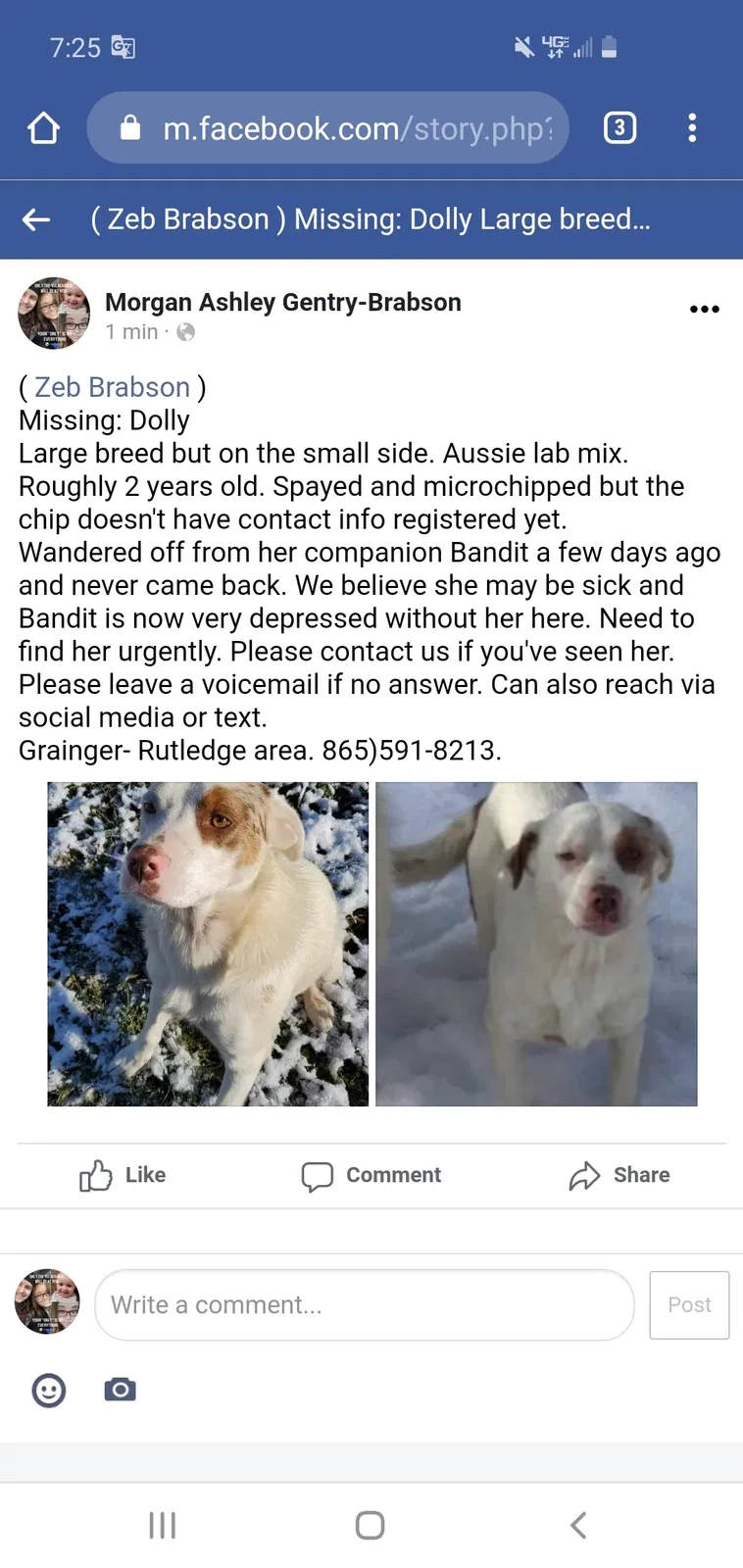 Lost dog in Rutledge, TN, 37861