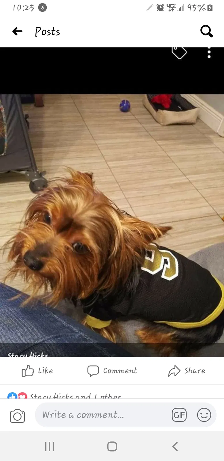 Lost dog in Gretna, LA, 70056