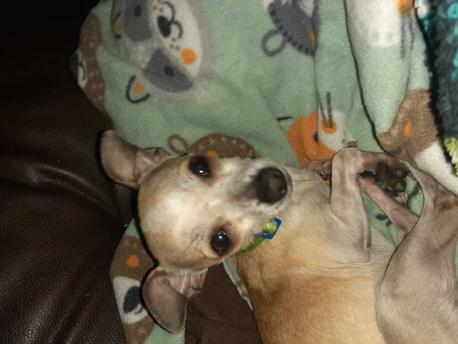 Lost dog in Tipton, IN, 46072