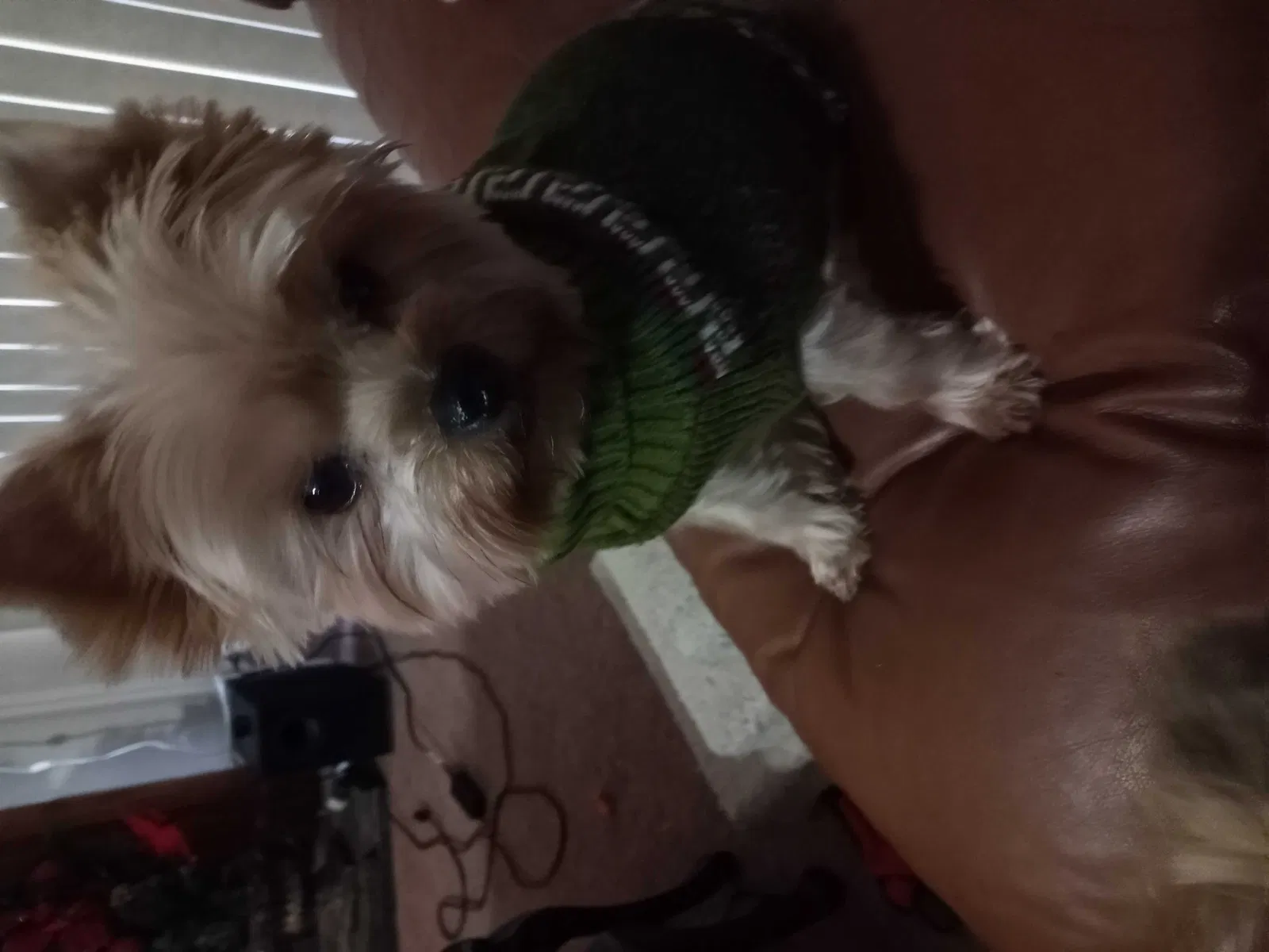 Lost dog in Rome, GA, 30161