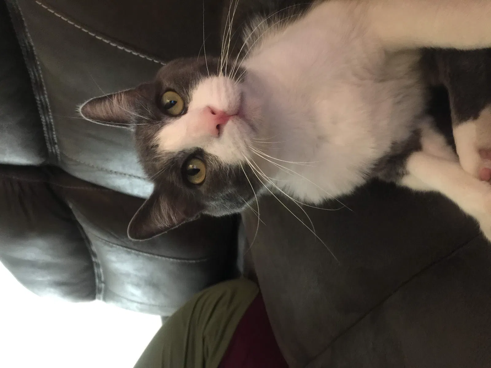 Lost cat in Rancho Cucamonga, CA, 91730