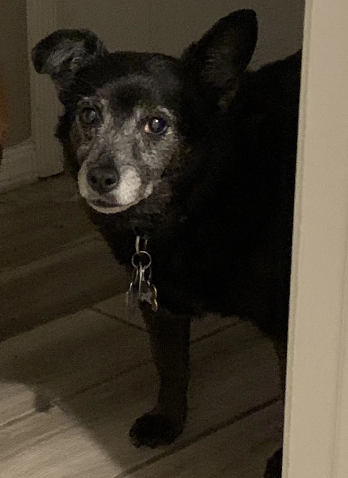 Lost dog in Tulsa, OK, 74145