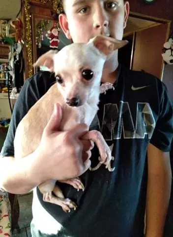 Lost dog in Edinburgh, IN, 46124