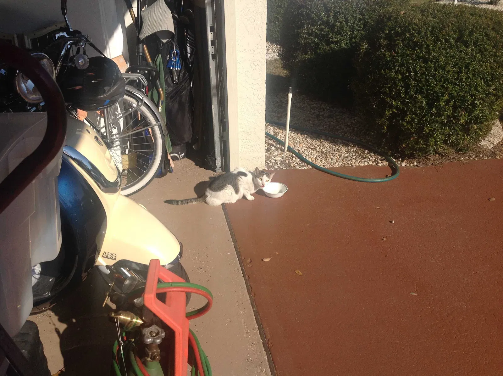 Found cat in Sun City Center, FL, 33573