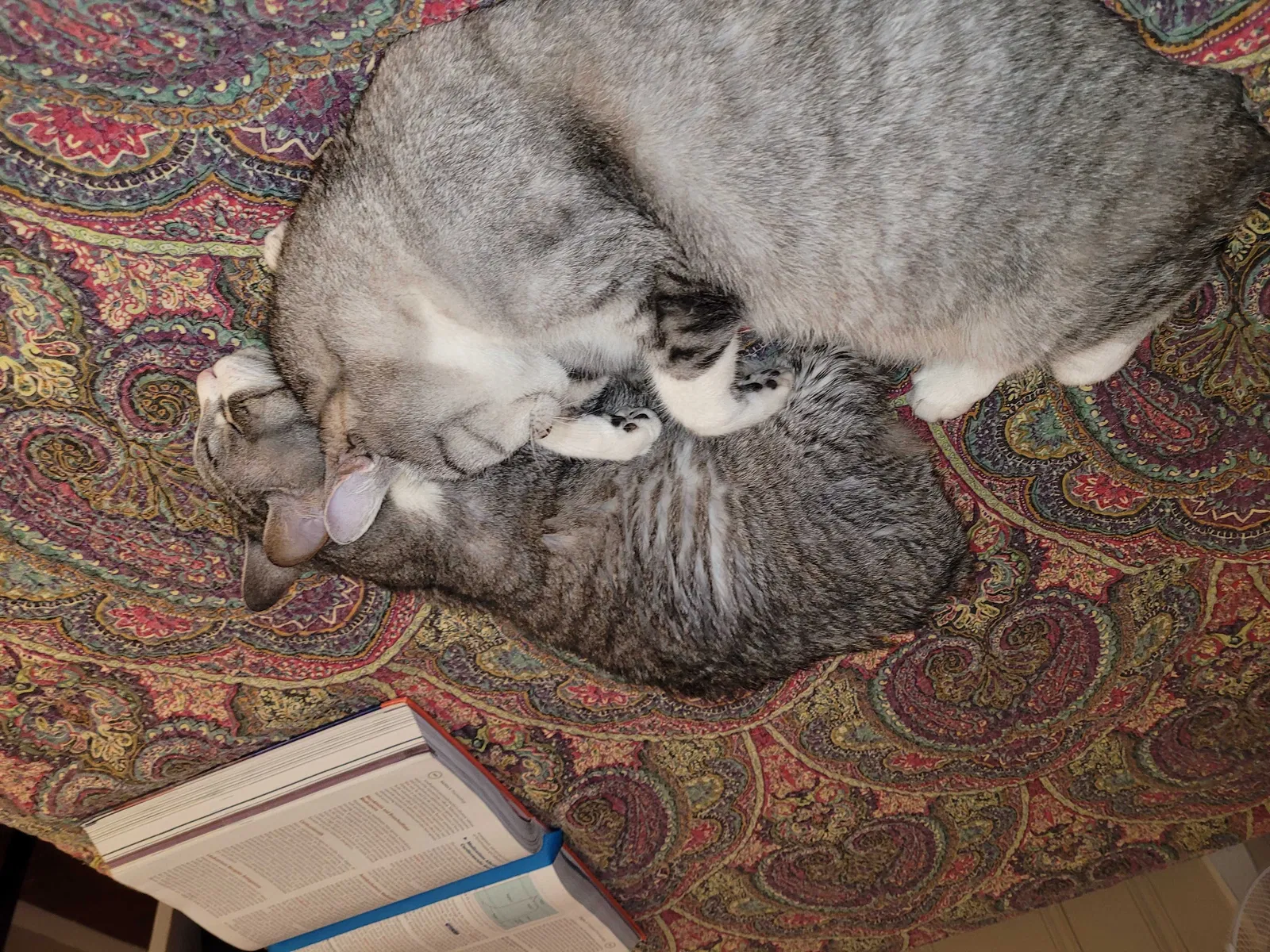 Lost cat in Smyrna, GA, 30082