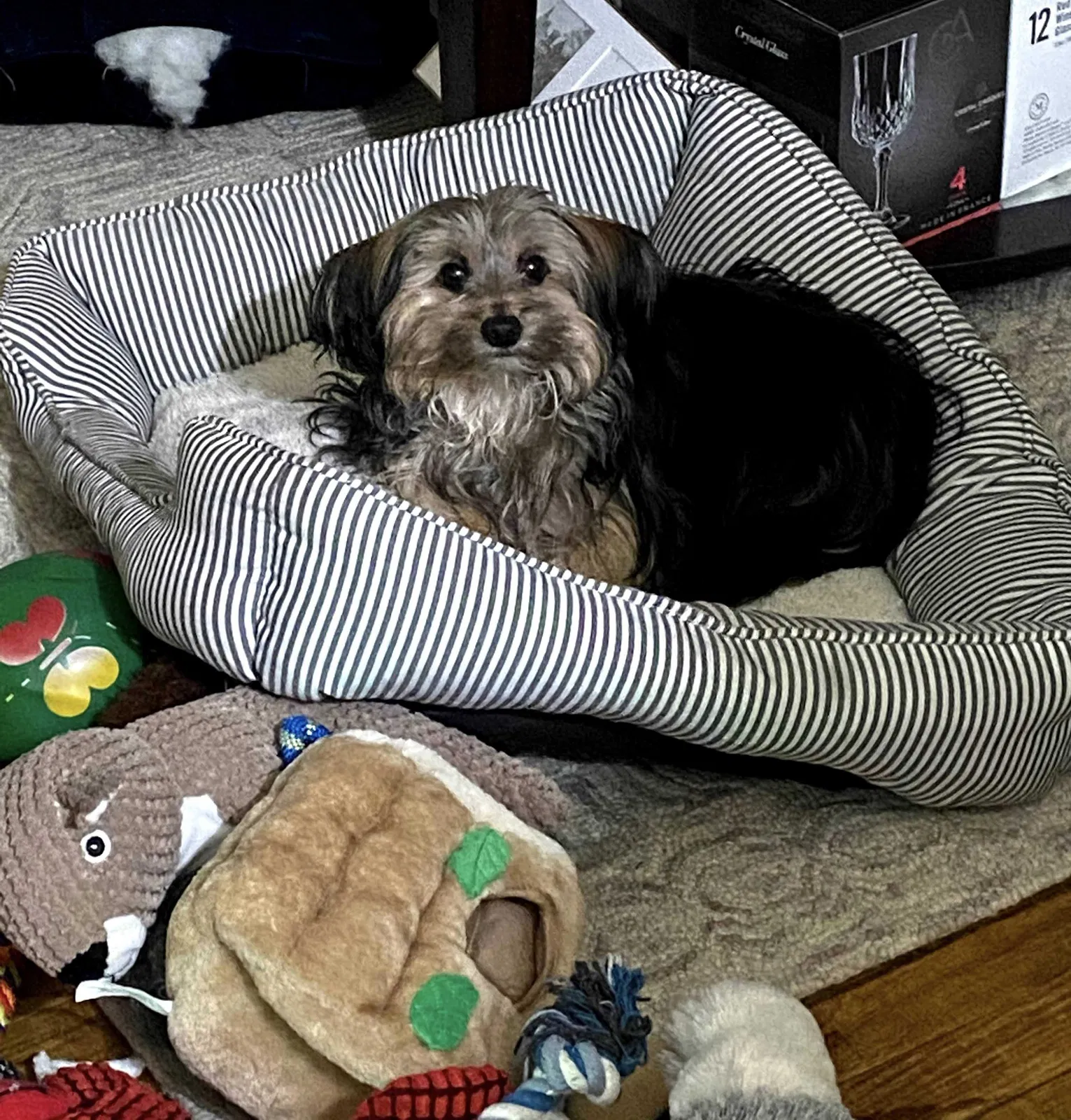 Lost dog in Brooklyn, NY, 11236