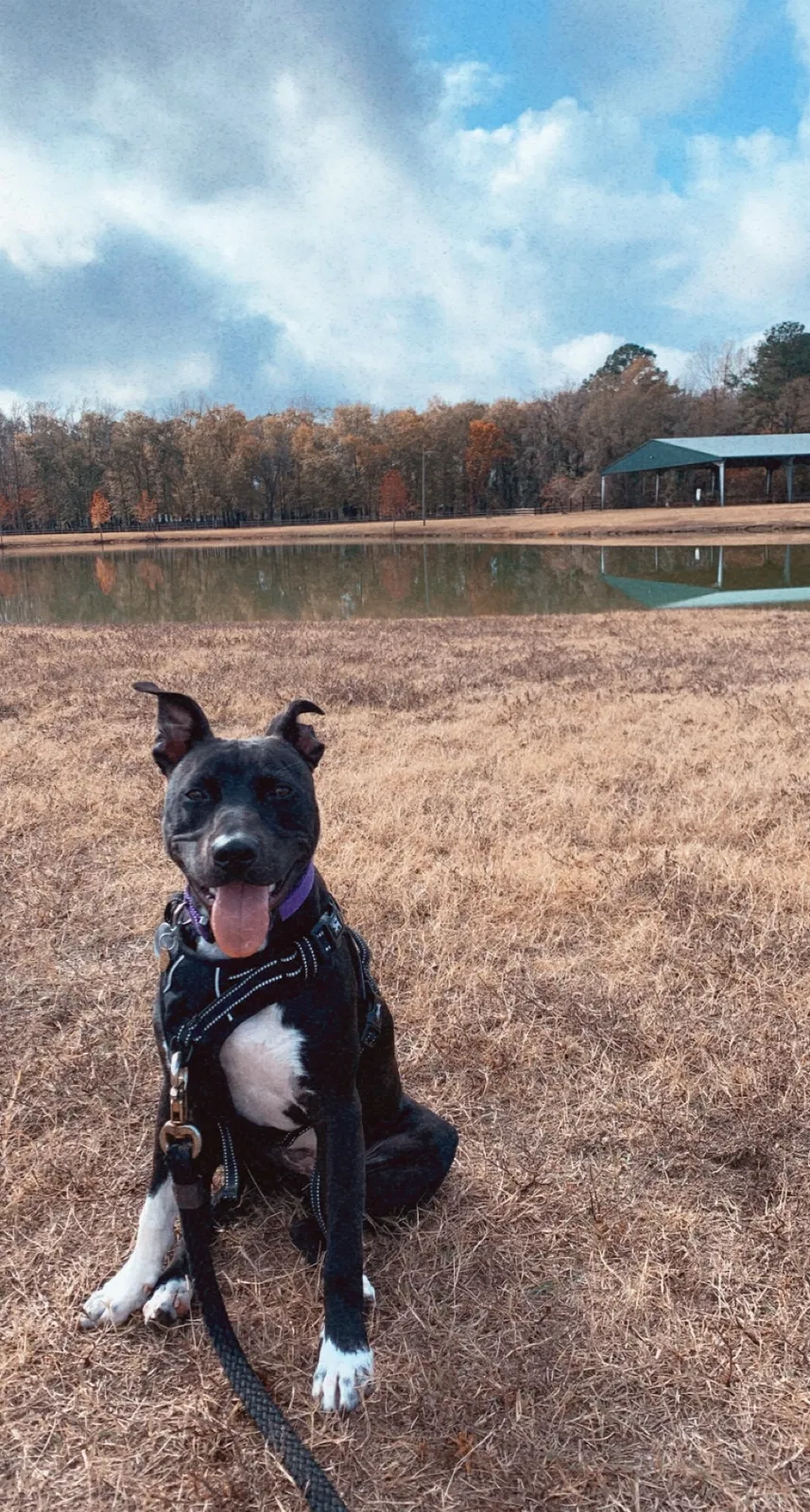Lost dog in Raleigh, NC, 27607