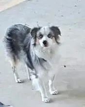 Lost dog in Rockwell, NC, 28138