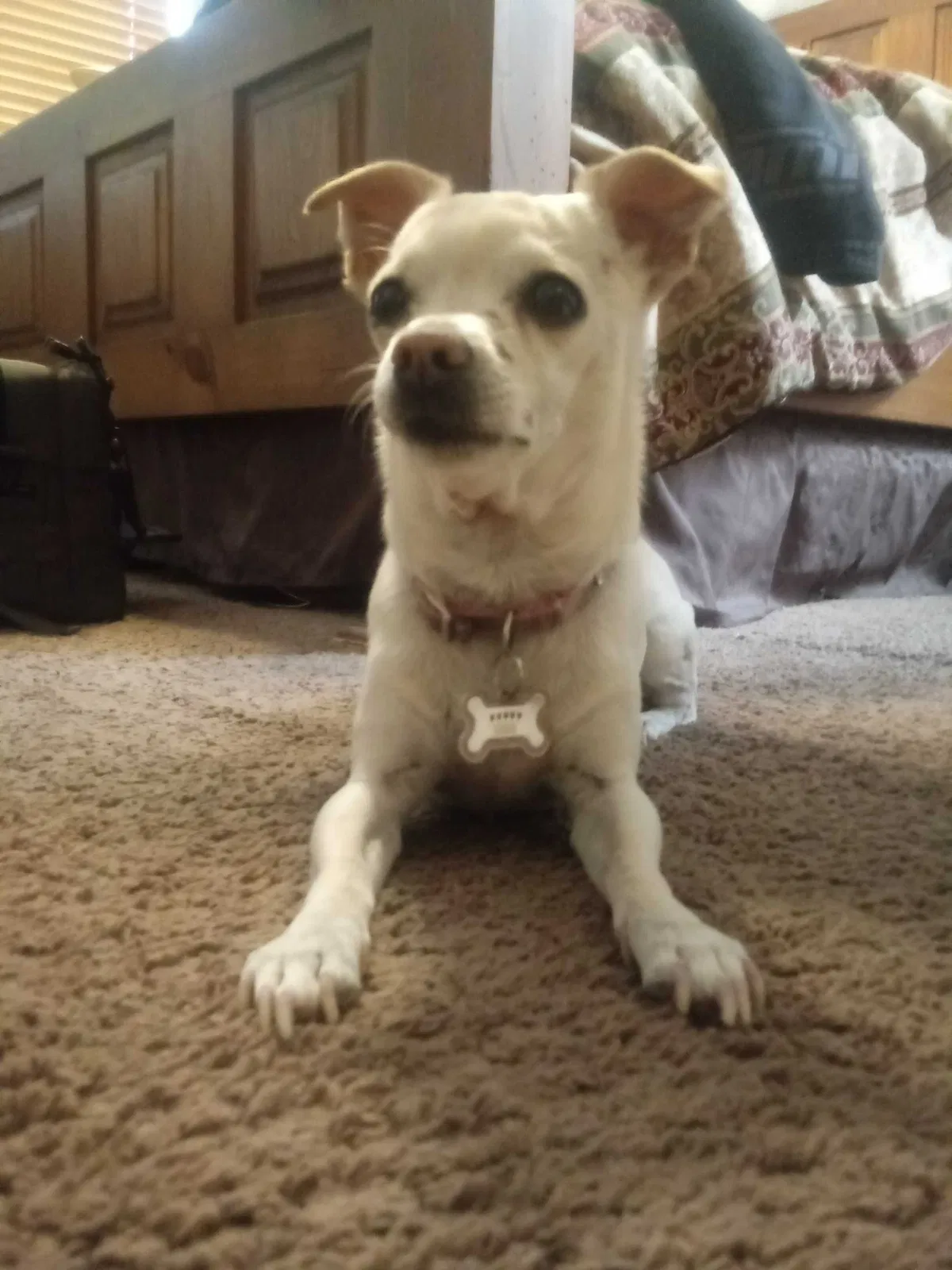 Lost dog in Marana, AZ, 85653