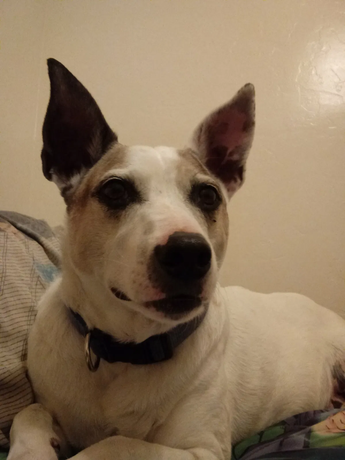 Lost dog in Marana, AZ, 85653
