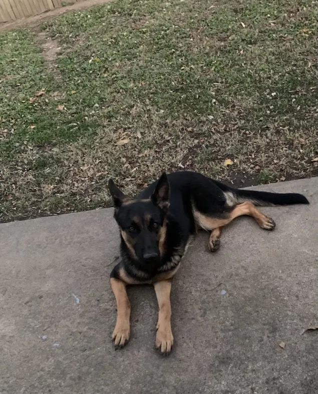 Lost dog in Tulsa, OK, 74134