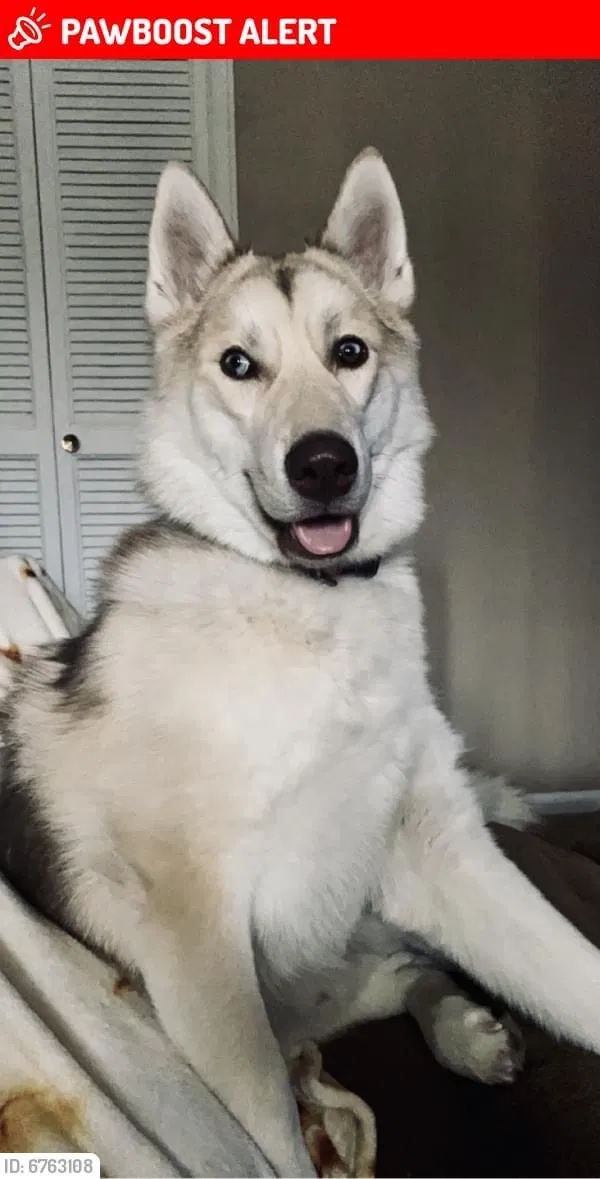 Lost dog in Colorado Springs, CO, 80910