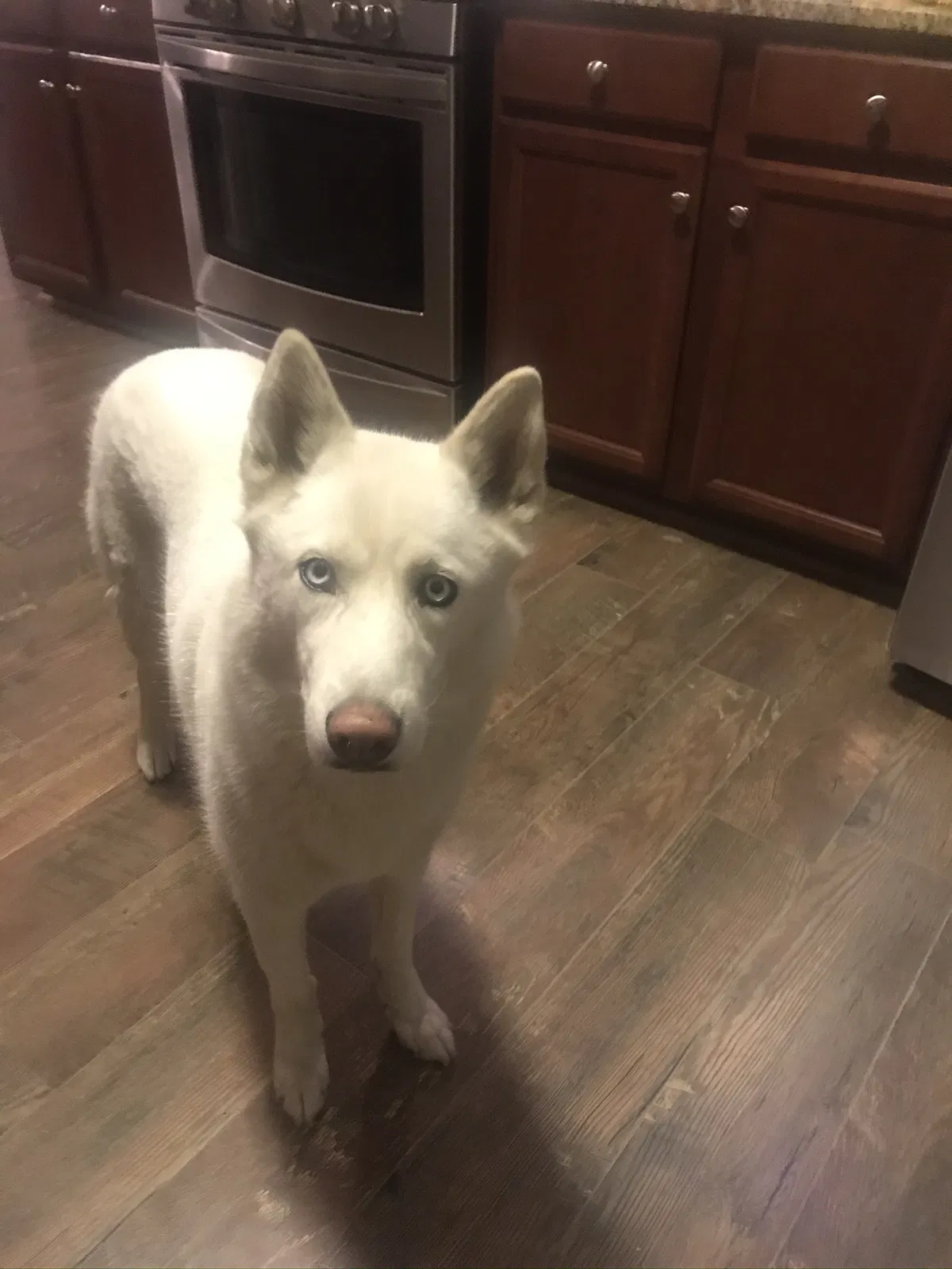 Lost dog in Henrico, VA, 23231