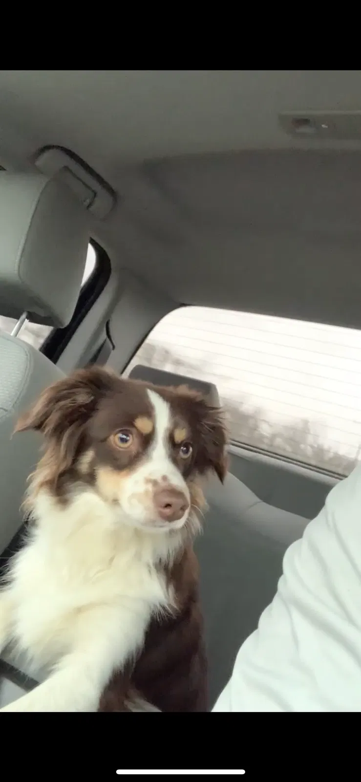 Lost dog in Lewisville, TX, 75077