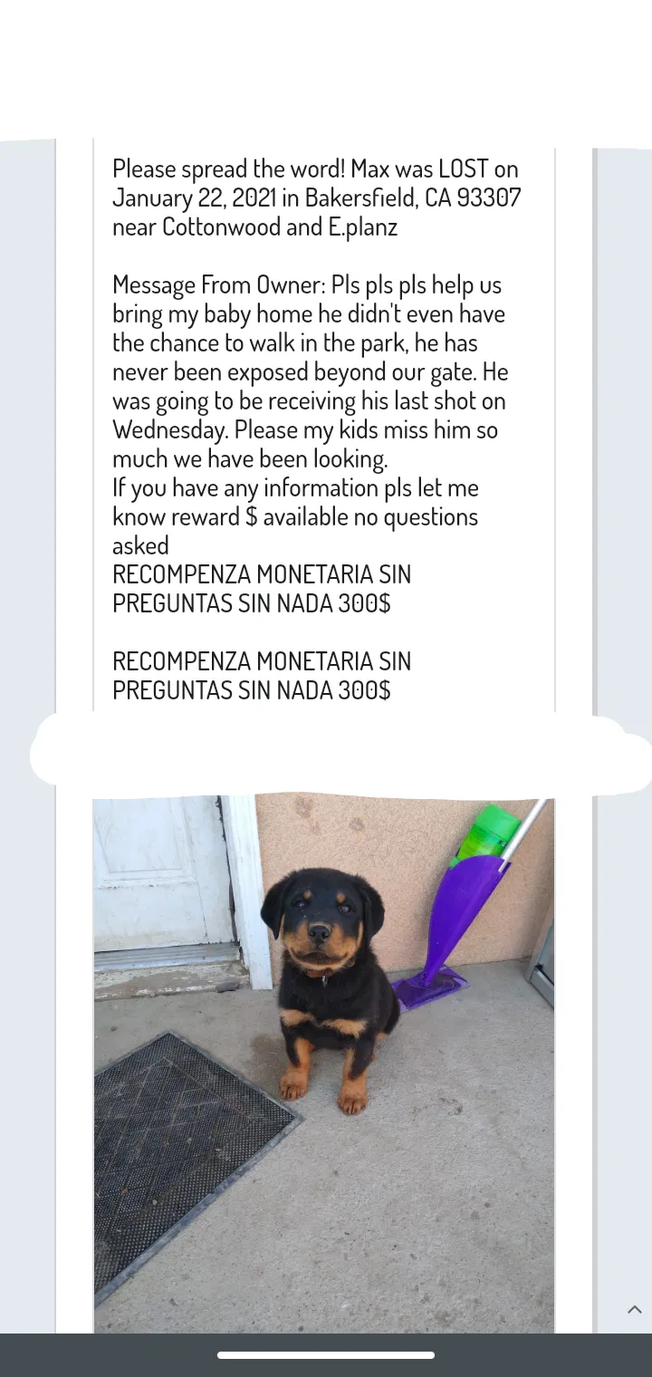 Lost dog in Bakersfield, CA, 93307