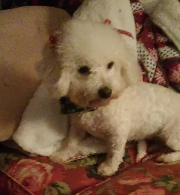 Lost dog in Grand Rapids, MI, 49546