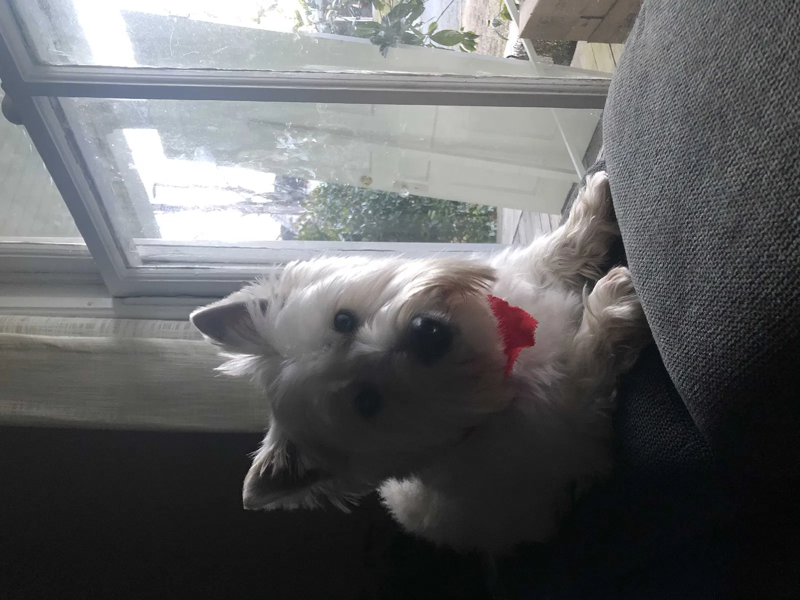 Lost dog in Asheboro, NC, 27203