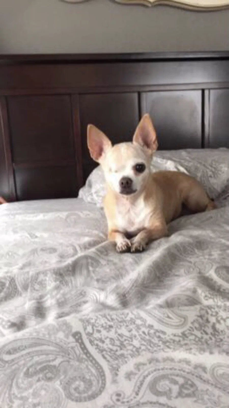 Lost dog in Corning, CA, 96021