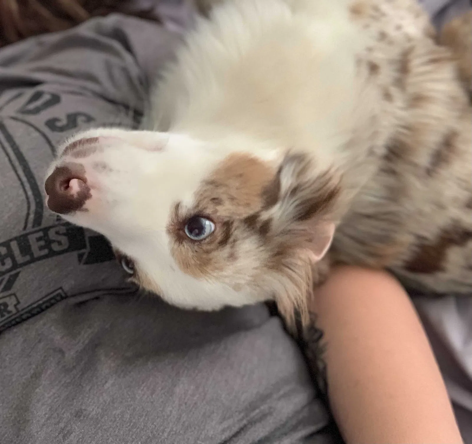 Lost dog in Amarillo, TX, 79124