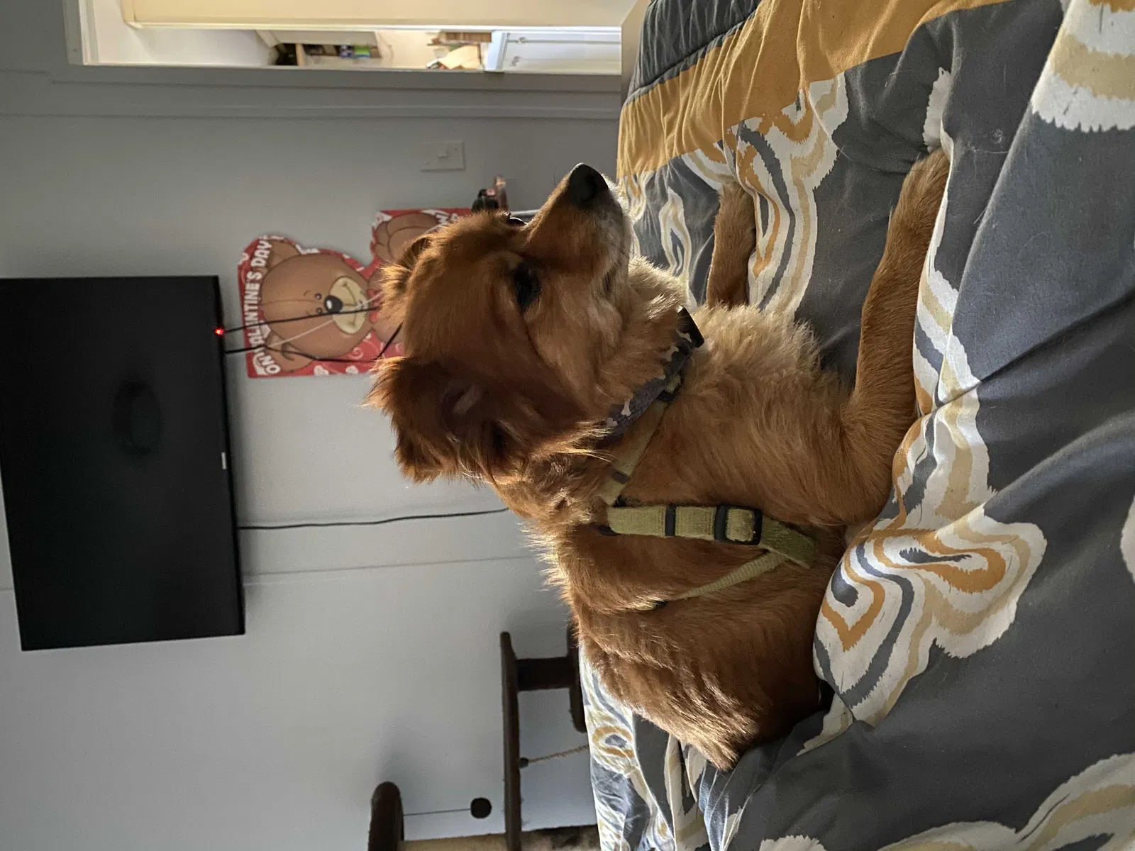 Lost dog in Commerce, GA, 30529