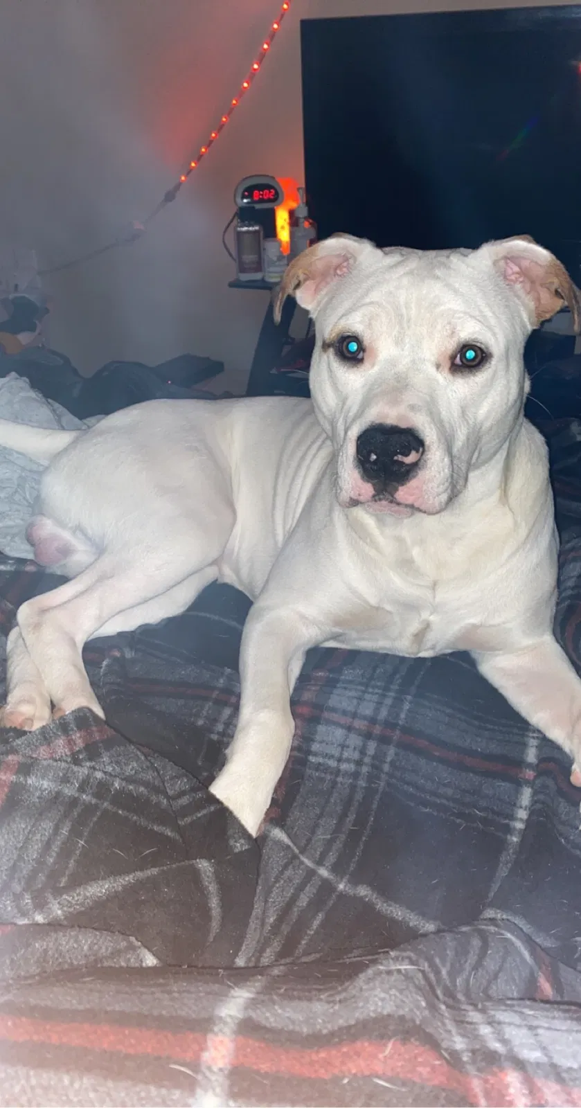 Lost dog in Taylor, MI, 48180