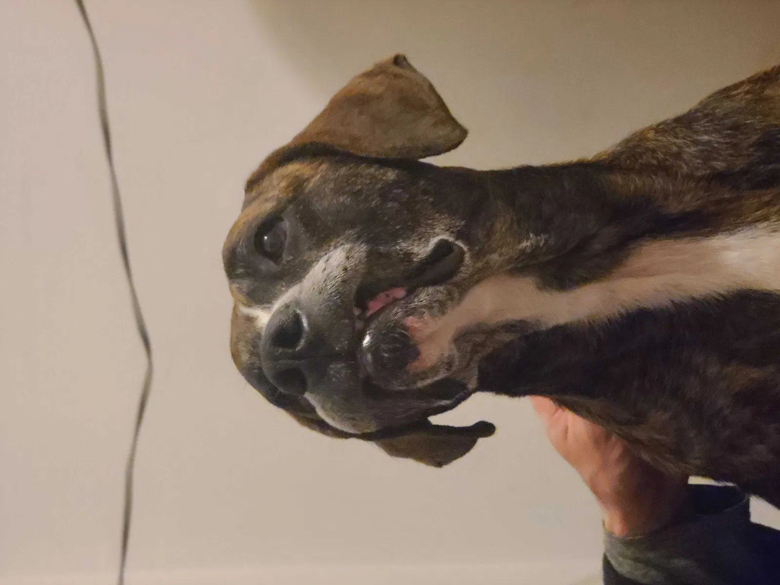 Lost dog in Braselton, GA, 30517
