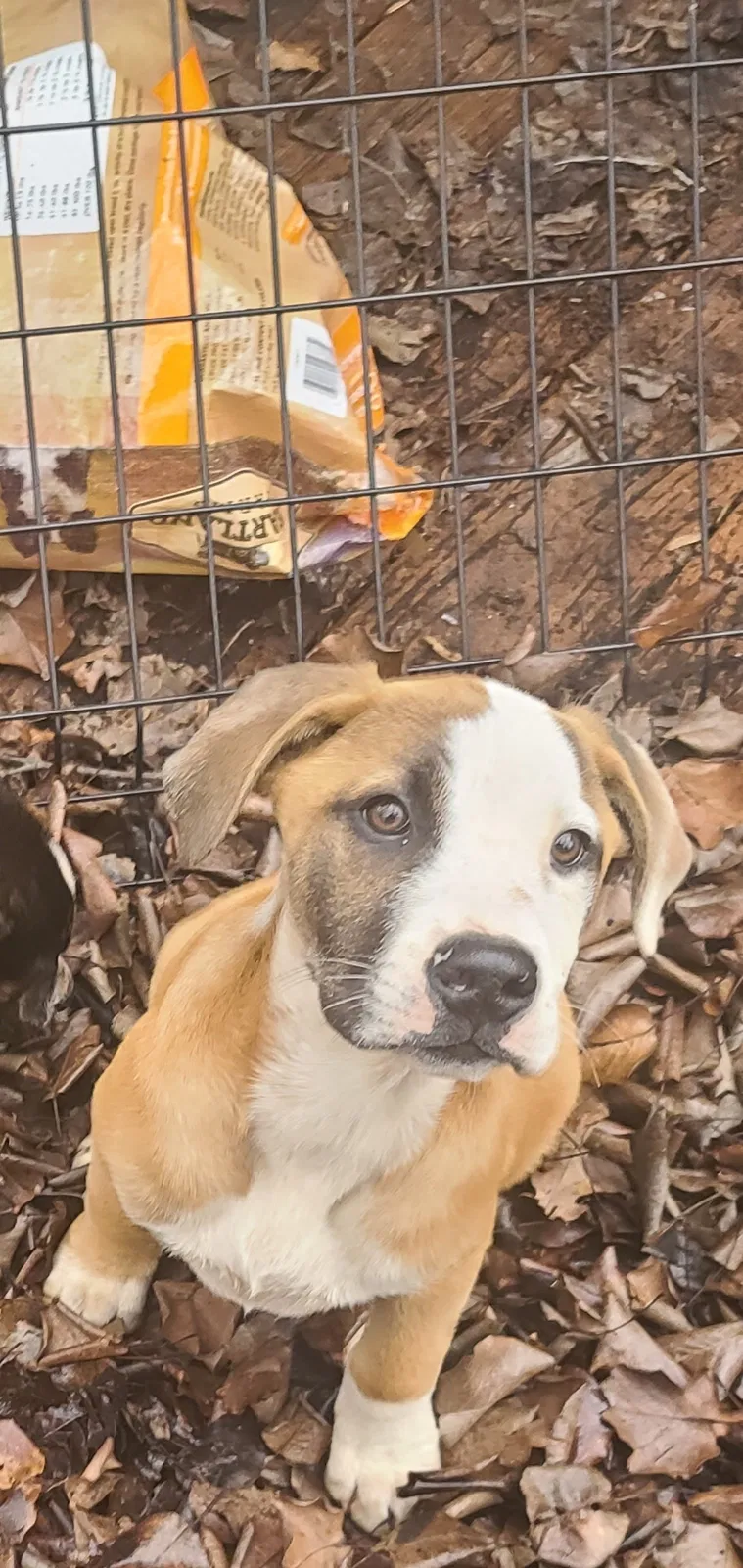 Lost dog in Braselton, GA, 30517
