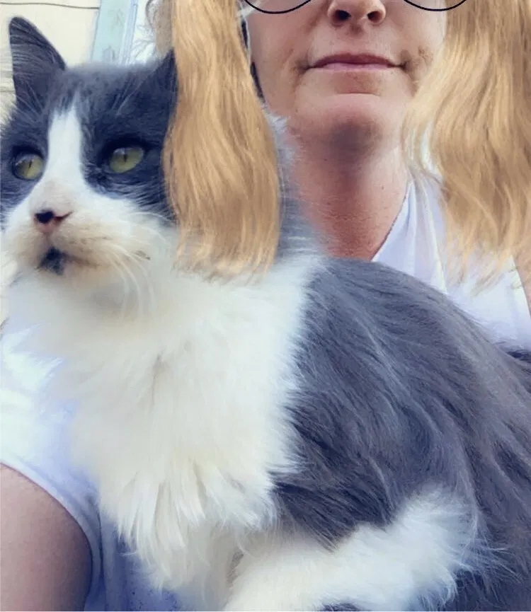 Lost cat in Brandon, MS, 39042