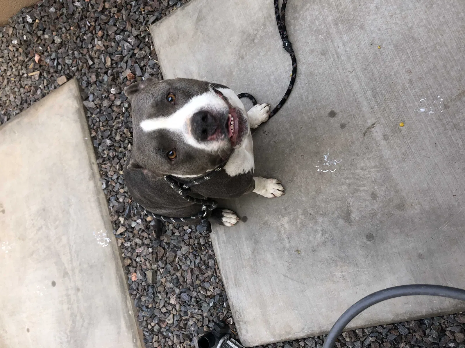 Found dog in Phoenix, AZ, 85037