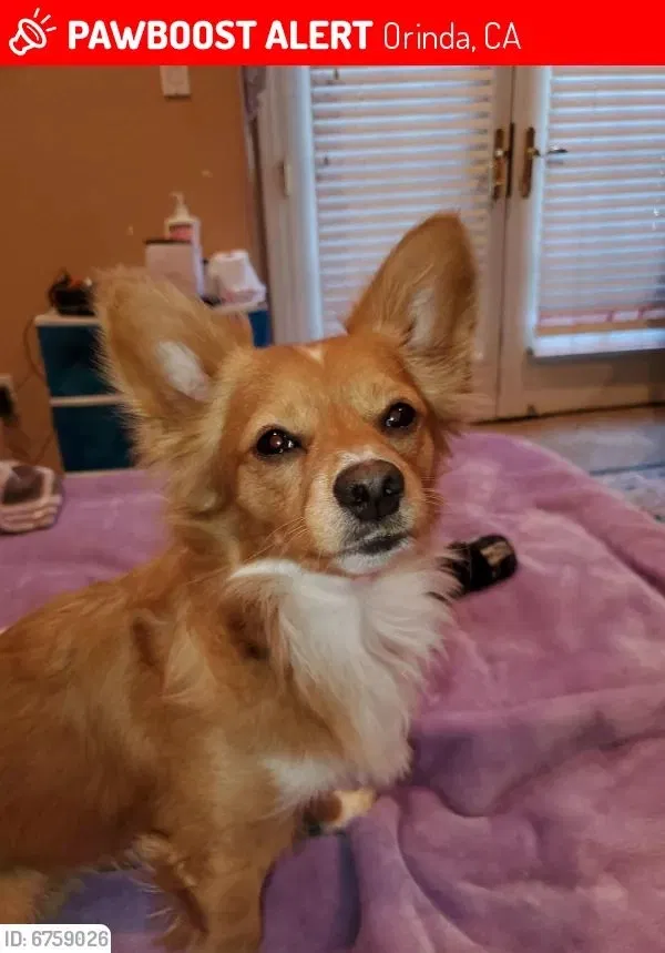 Lost dog in Orinda, CA, 94563