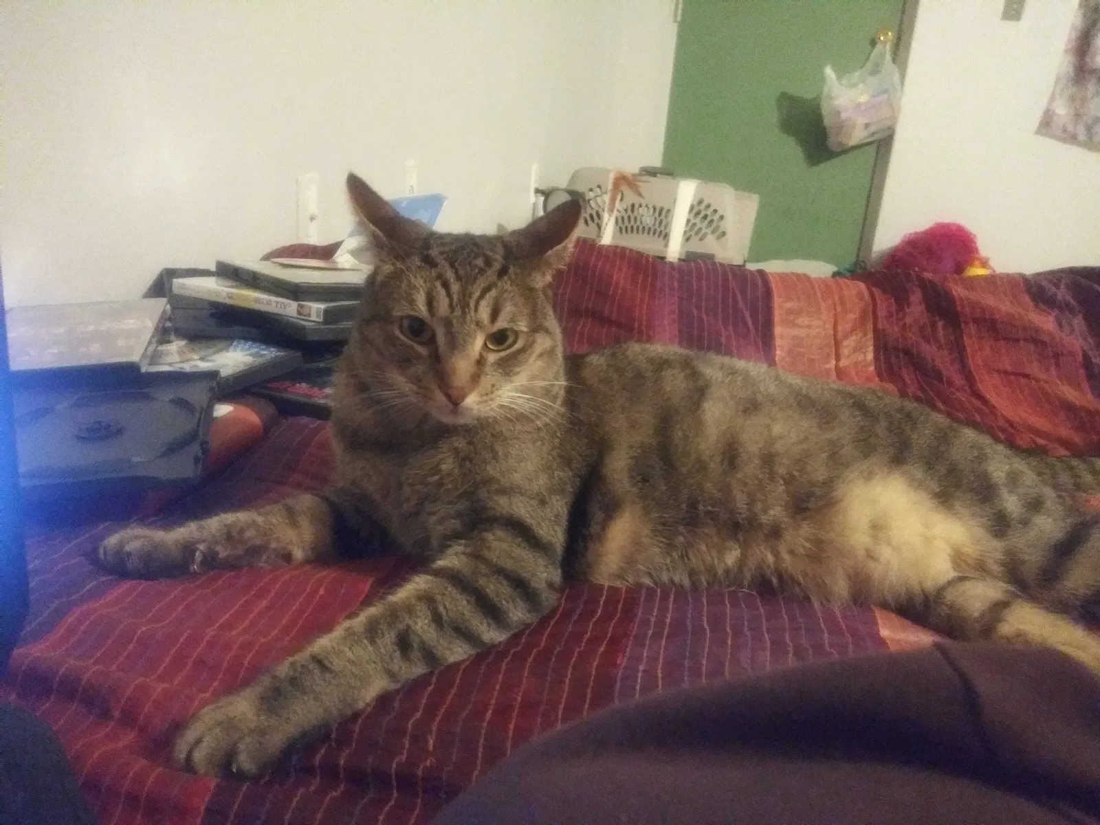 Lost cat in Mesa, AZ, 85203