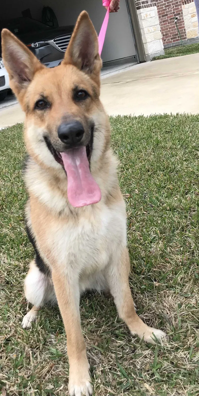 Found dog in Katy, TX, 77493