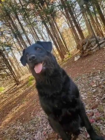 Lost dog in Hardy, VA, 24101