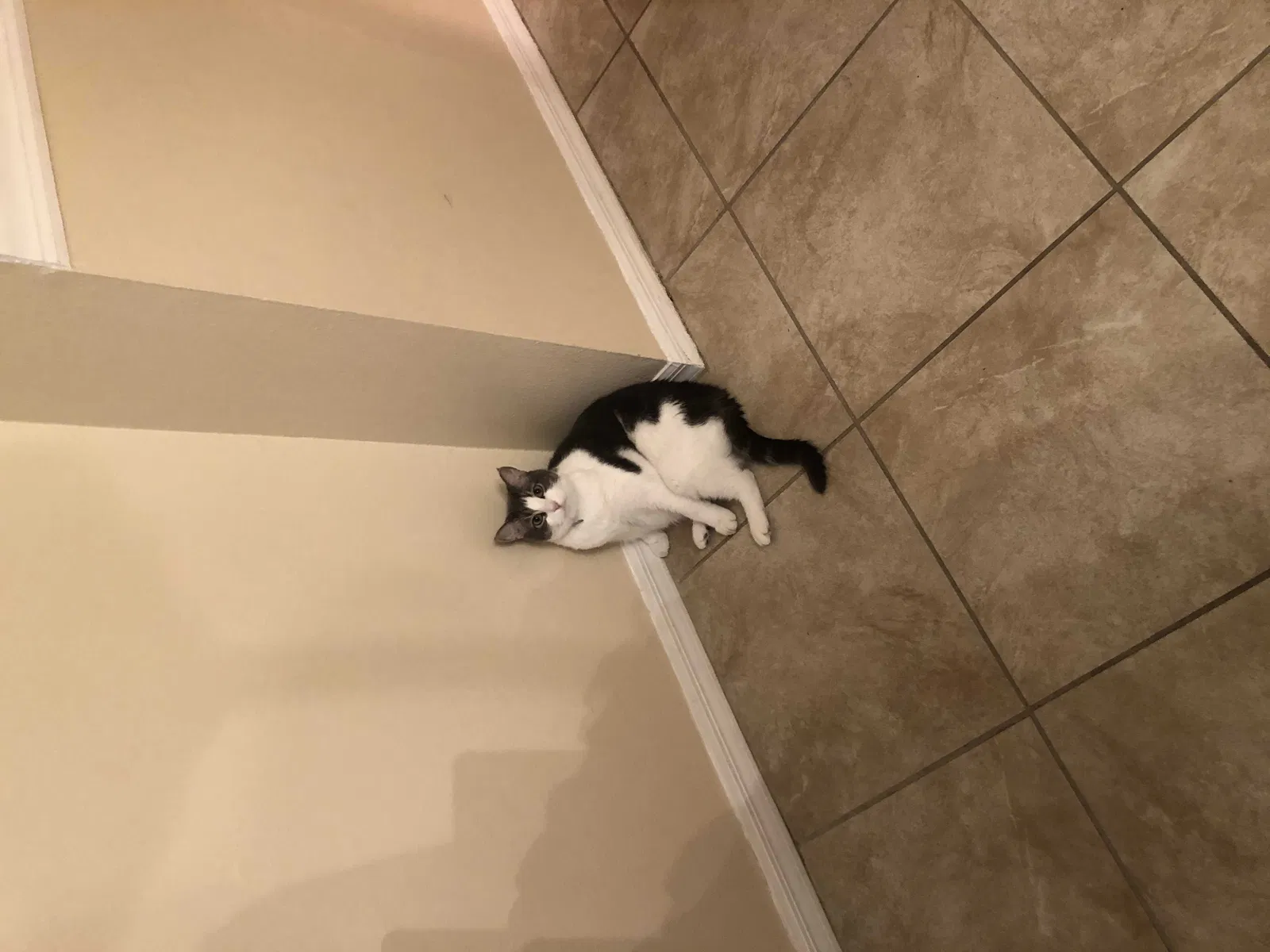 Lost cat in Kissimmee, FL, 34741