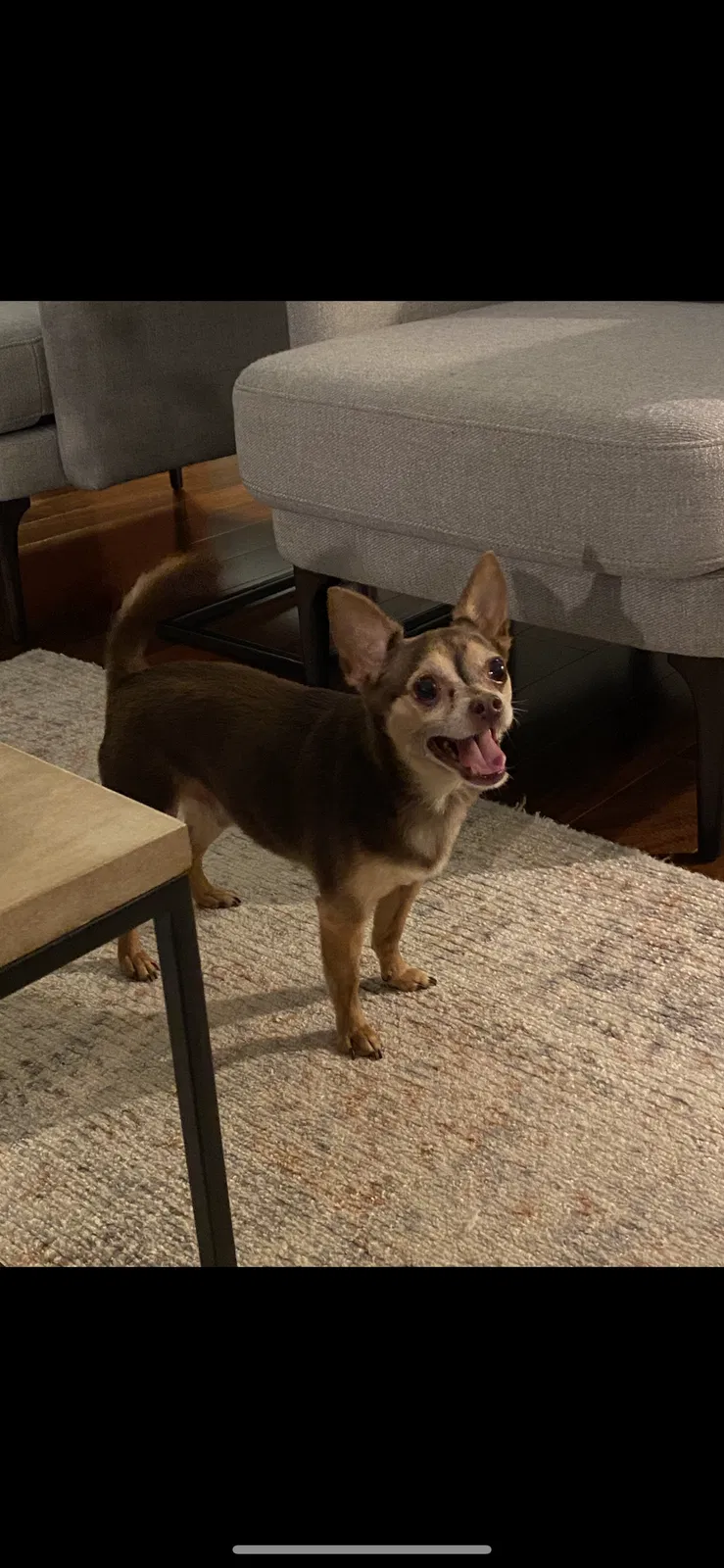 Lost dog in Saint Petersburg, FL, 33711
