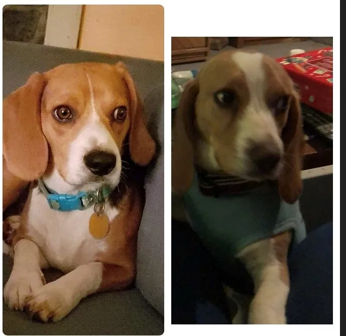 Lost dog in King, NC, 27021