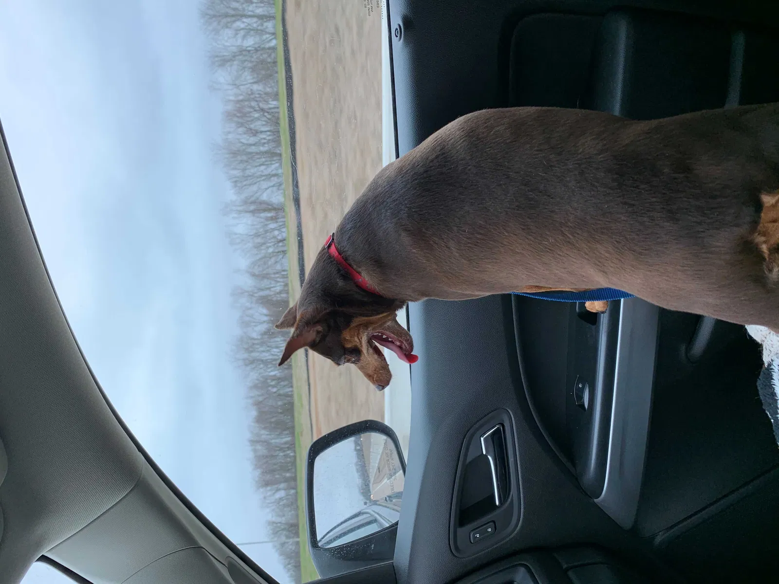 Lost dog in Bethany, LA, 71007